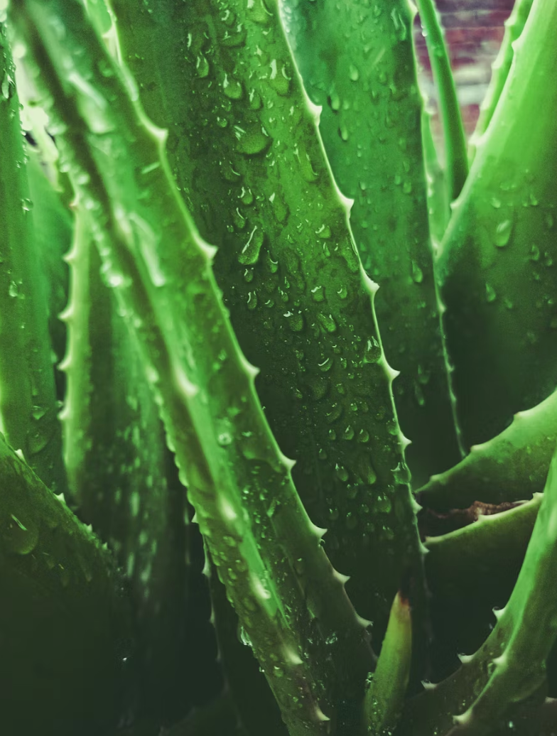 Why is Aloe Vera good for your skin?