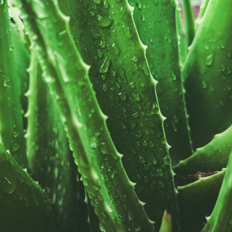 Why is Aloe Vera good for your skin?