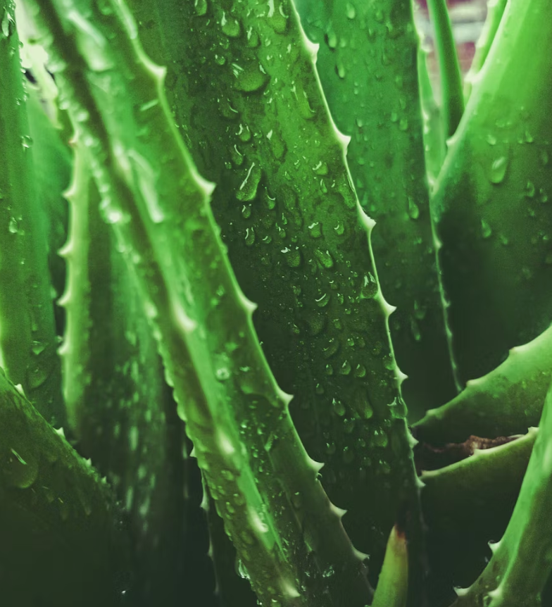 Why is Aloe Vera good for your skin?